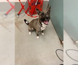 Akita Dogs for adoption in Baytown, TX, USA