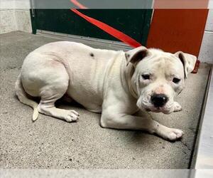 American Bulldog-Unknown Mix Dogs for adoption in Woodland, CA, USA