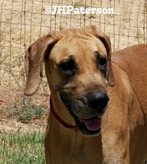 Great Dane Dogs for adoption in Scottsdale, AZ, USA