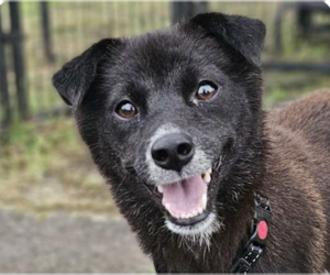 Mutt Dogs for adoption in San Ramon, CA, USA