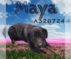 Labrottie Dogs for adoption in St. Cloud, FL, USA