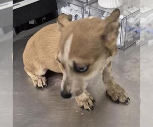 Chihuahua Dogs for adoption in Bakersfield, CA, USA