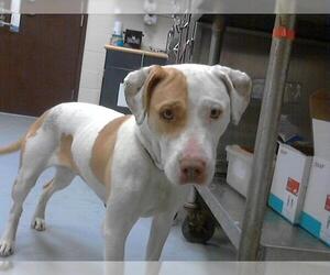 American Pit Bull Terrier-Unknown Mix Dogs for adoption in Fayetteville, NC, USA