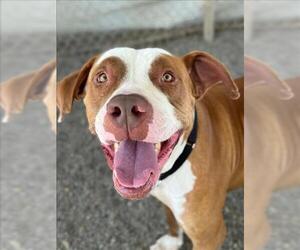 Mutt Dogs for adoption in Woodland, CA, USA