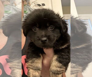 Chihuahua-Unknown Mix Dogs for adoption in Holly Springs, NC, USA