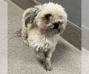 Shih Tzu-Unknown Mix Dogs for adoption in Las Vegas, NV, USA