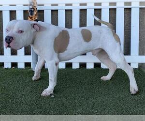 Mutt Dogs for adoption in Modesto, CA, USA