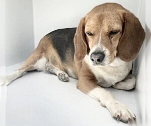 Beagle Dogs for adoption in Houston, TX, USA