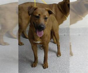 Labrador Retriever-Unknown Mix Dogs for adoption in Pasadena, TX, USA