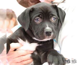 Rat Terrier-Unknown Mix Dogs for adoption in Washington, DC, USA