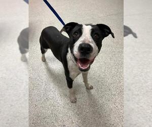 Boxer-Unknown Mix Dogs for adoption in Conroe, TX, USA