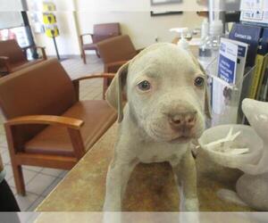 American Pit Bull Terrier-American Staffordshire Terrier Mix Dogs for adoption in Ocala, FL, USA