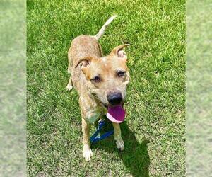 Bluetick Coonhound Dogs for adoption in Vero Beach, FL, USA