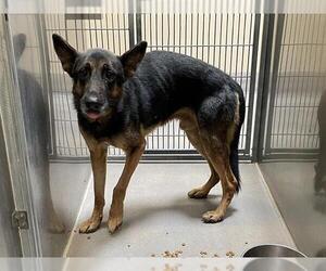 German Shepherd Dog-Unknown Mix Dogs for adoption in Modesto, CA, USA