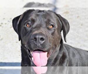 Mastador Dogs for adoption in Olathe, KS, USA