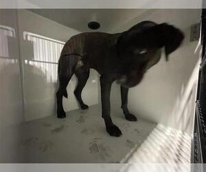 Labrador Retriever-Unknown Mix Dogs for adoption in Houston, TX, USA