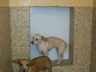 Chiweenie Dogs for adoption in Georgetown, TX, USA