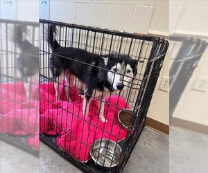 Siberian Husky Dogs for adoption in Texas City, TX, USA