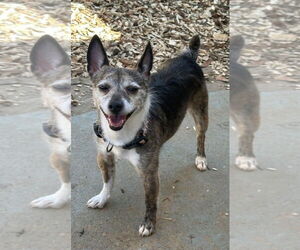 Jack Russell Terrier-Unknown Mix Dogs for adoption in Lexington Park, MD, USA