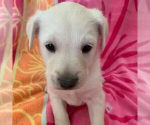 Labrador Retriever-Unknown Mix Dogs for adoption in San Diego, CA, USA