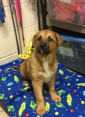 Pembroke Welsh Corgi Dogs for adoption in Calverton, NY, USA