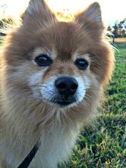 Medium Photo #1 Pomeranian Puppy For Sale in Pacolet, SC, USA