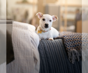 Jack Russell Terrier-Unknown Mix Dogs for adoption in Marina Del Rey, CA, USA
