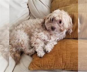 Havanese-Unknown Mix Dogs for adoption in San Antonio, TX, USA