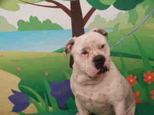 Medium Photo #1 Bulldog Puppy For Sale in Waco, TX, USA