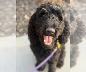 Mutt Dogs for adoption in Sandy, UT, USA