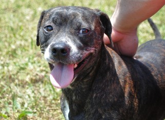 Small Mountain Cur-Staffordshire Bull Terrier Mix