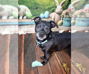 Chiweenie Dogs for adoption in Springdale, PA, USA