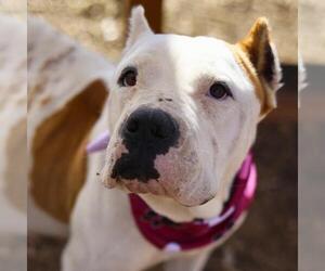 American Bulldog-Unknown Mix Dogs for adoption in San Antonio, TX, USA