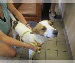 Beagle-Unknown Mix Dogs for adoption in Ocala, FL, USA