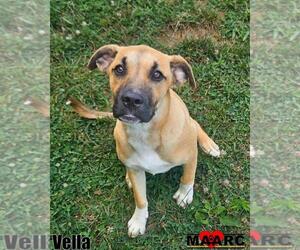 Black Mouth Cur-Unknown Mix Dogs for adoption in Maryville, TN, USA