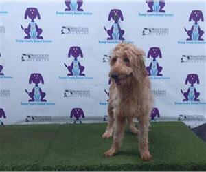 Goldendoodle Dogs for adoption in Orlando, FL, USA