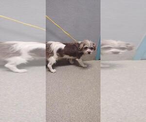 Mutt Dogs for adoption in Las Vegas, NV, USA