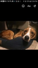 Treeing Walker Coonhound Dogs for adoption in Carrollton, TX, USA