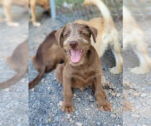 Border Terrier-Labrador Retriever Mix Dogs for adoption in PORTLAND, OR, USA