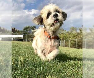 Lhasa Apso Dogs for adoption in Center Township, PA, USA