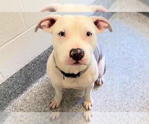 American Bulldog Dogs for adoption in Houston, TX, USA