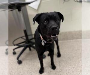 Rottweiler-Unknown Mix Dogs for adoption in Brighton, CO, USA