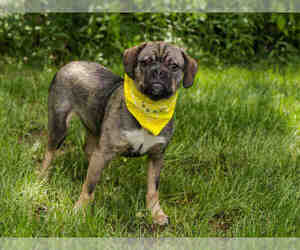 Puggle Dogs for adoption in Belleville, IL, USA