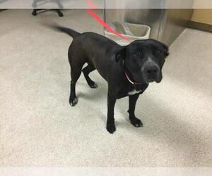 American Pit Bull Terrier-Unknown Mix Dogs for adoption in Riverside, CA, USA