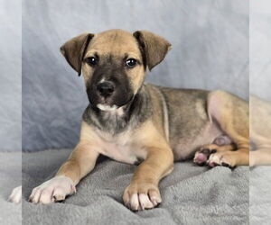 Labrador Retriever-Unknown Mix Dogs for adoption in Lakewood, CO, USA