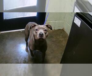 American Pit Bull Terrier Dogs for adoption in Tulsa, OK, USA