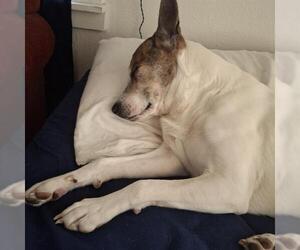 Mutt Dogs for adoption in San Antonio, TX, USA