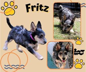 Mutt Dogs for adoption in Lindsay, CA, USA