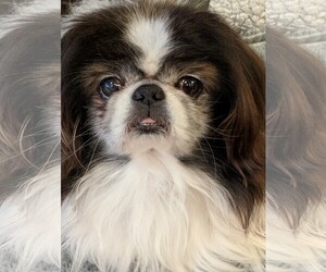 Japanese Chin Dogs for adoption in Greensboro, NC, USA