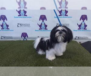 Shih Tzu Dogs for adoption in Orlando, FL, USA